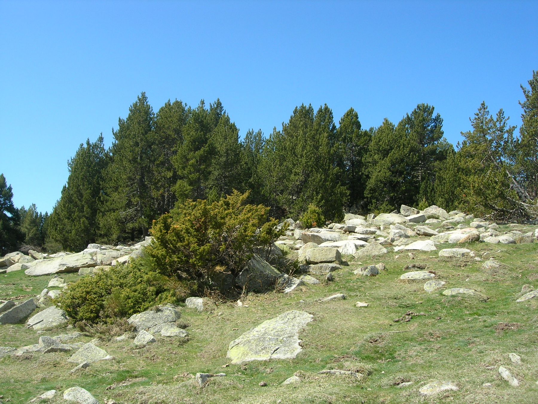 Prado de bloques y pinar en Cap de Rec, Lles de Cerdanya. Foto: Enfo, CC BY-SA