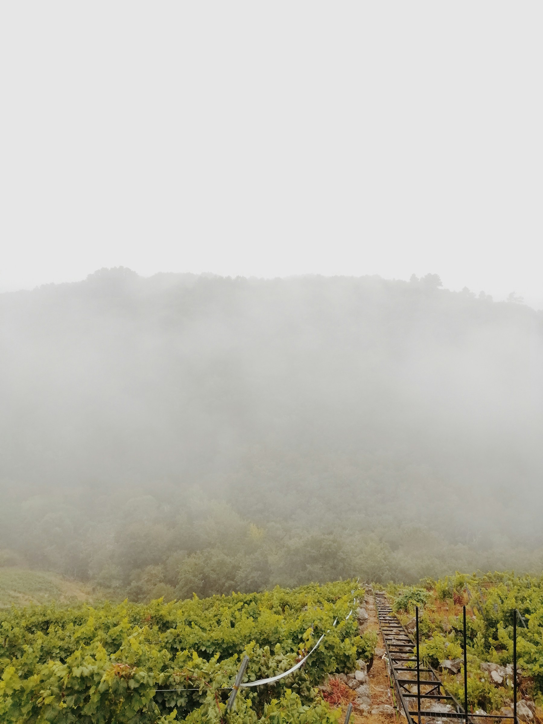 Viñedo gallego con niebla en una ladera rural